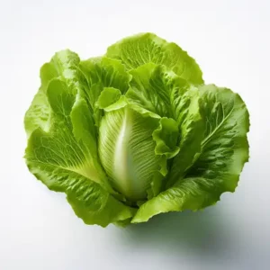 Lattuga